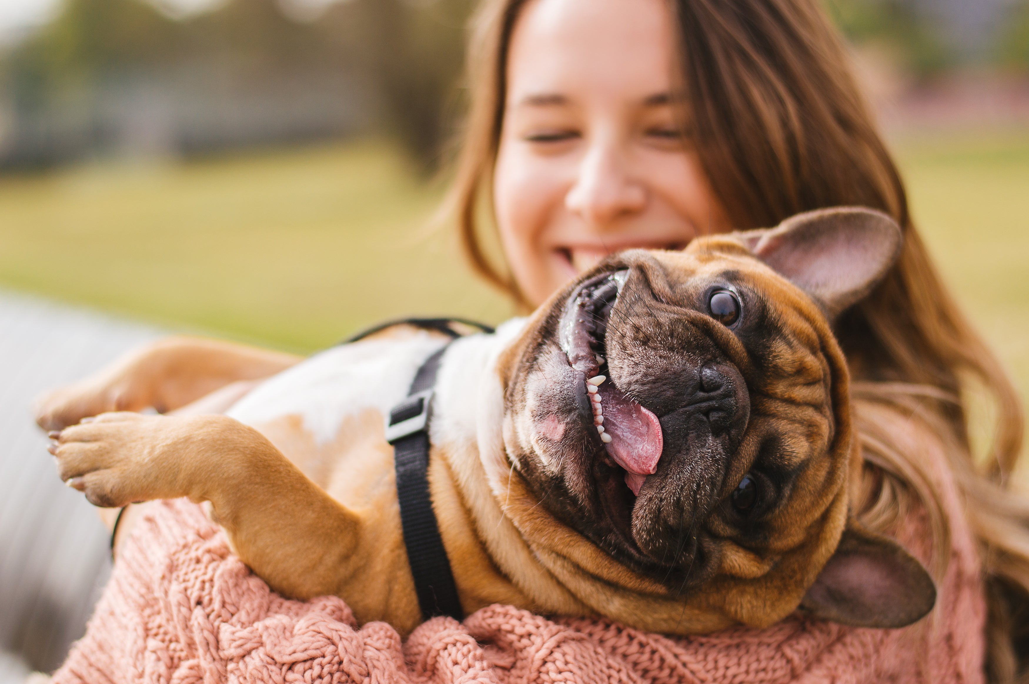 Full Spectrum Hemp Extract Oil and Your Pets