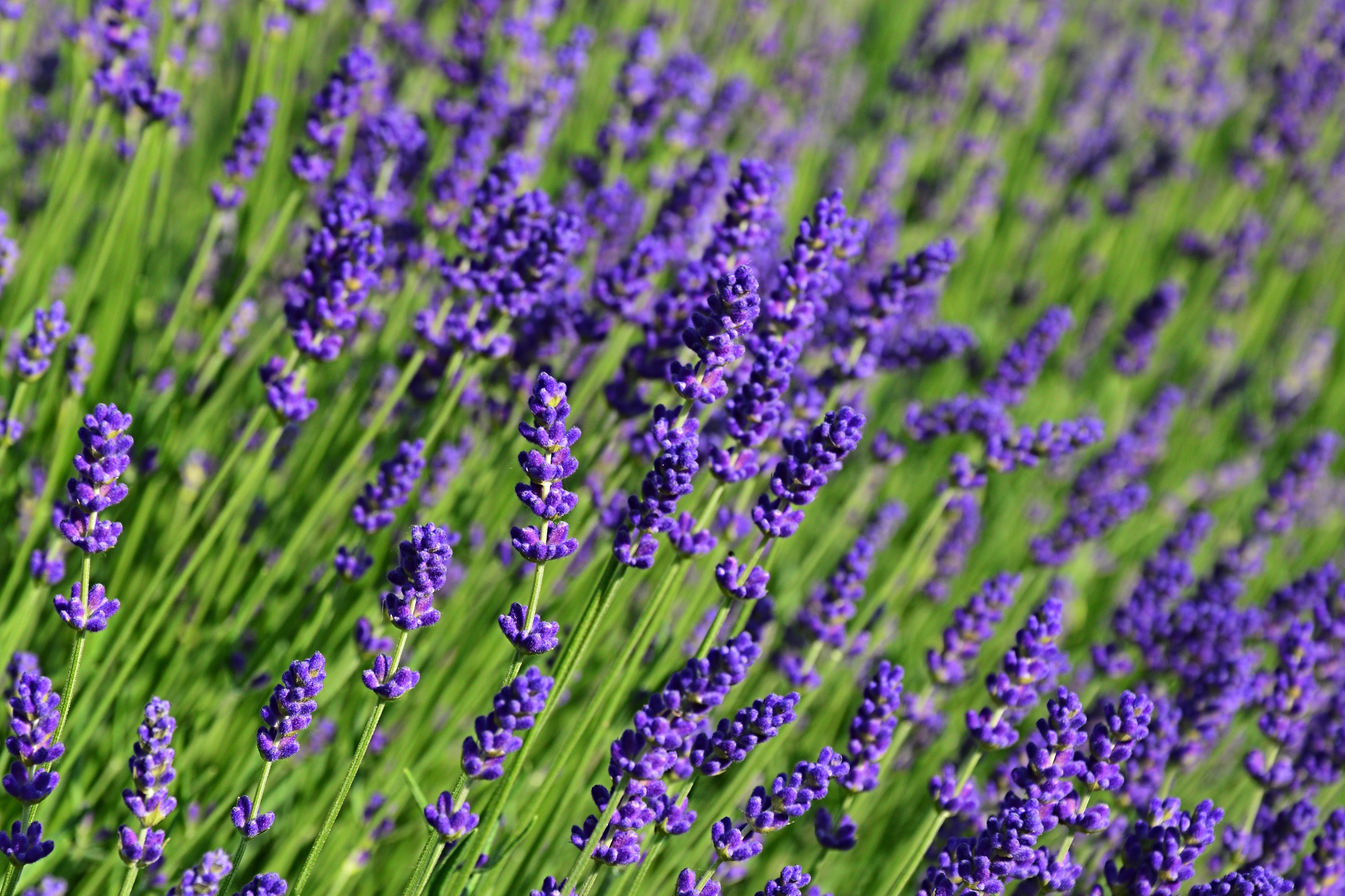 What Are Terpenes?