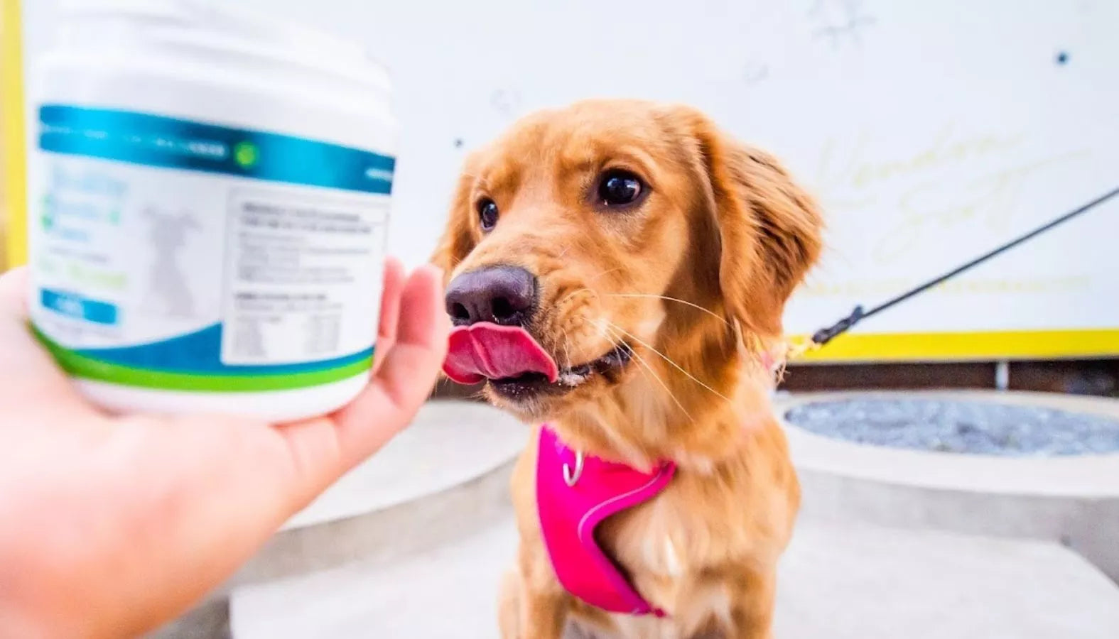 What Does CBD Oil Do For Dogs
