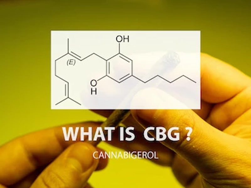 A Closer Look at CBG (Cannabigerol)
