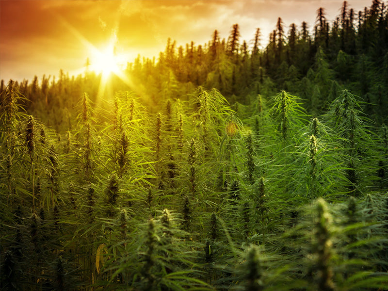 USDA Draft Hemp Regulations Are Here