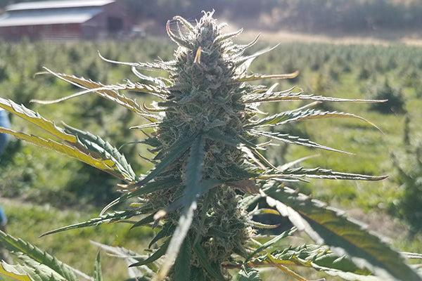 A Closer Look at CBC (Cannabichromene)